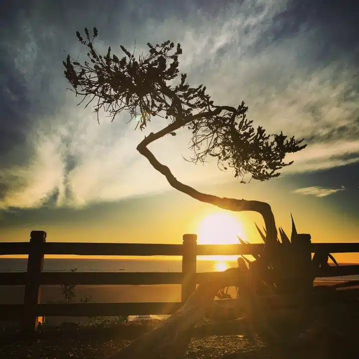 Twisted tree silhouetted against a sunset over the ocean, with a wooden fence in the foreground and a sky filled with soft clouds.